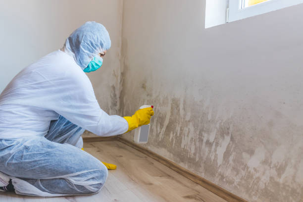 Professional mold removal team in Verona